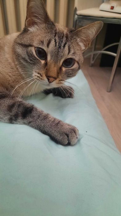 Ласковый домашний котик