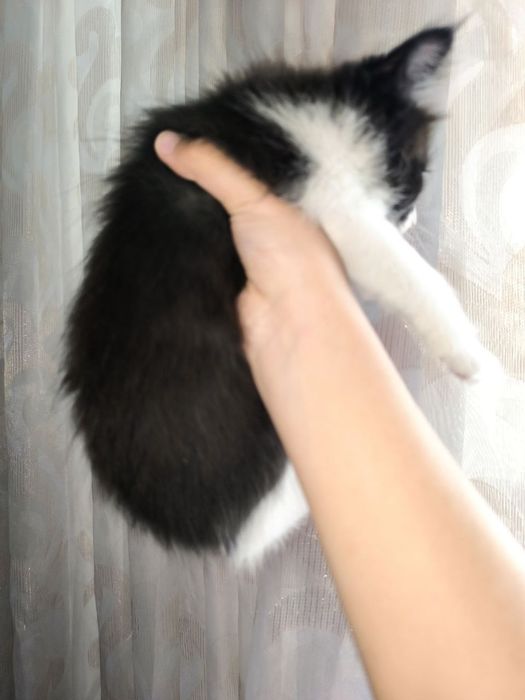 Красивый котёнок мальчик 2 месяца
