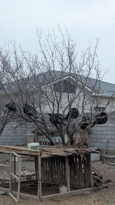 Қолдың түйетауығы