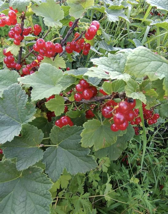 Продам дачу 8соток в дачном обществе горизонт.