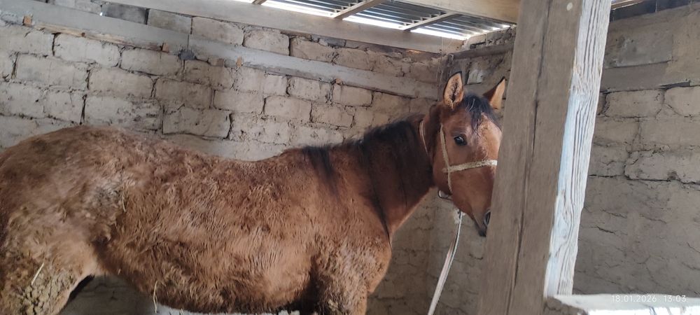 Жылқы байтал 4 ке келеді 1 ші тума