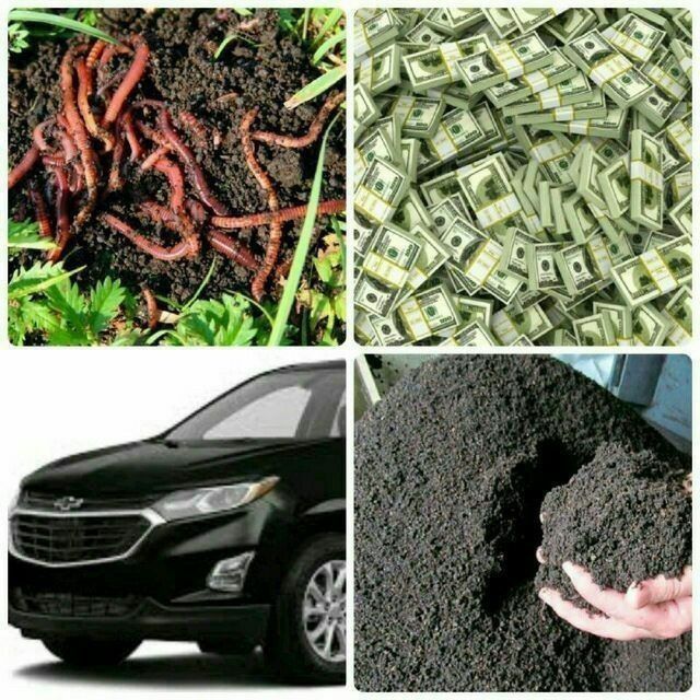 Biogumus va Chuvalchang SOTUVDA