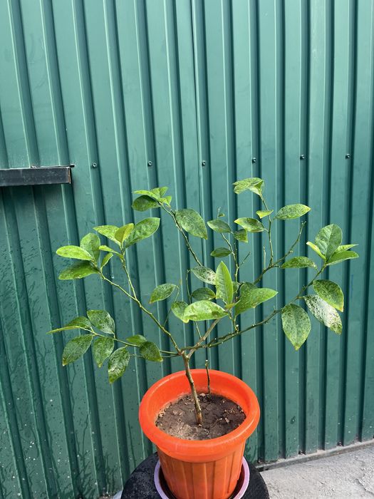 Лимонное дерево мейера