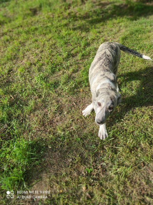 Собака 4 мыслы казакский