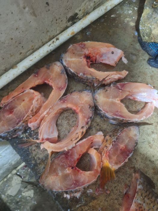 Baliq балик рыба сотилади sotiladi sazan сазан Талсталоб talstalob