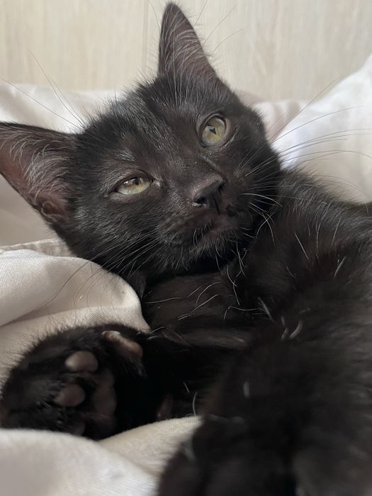 Котенок в добрые руки