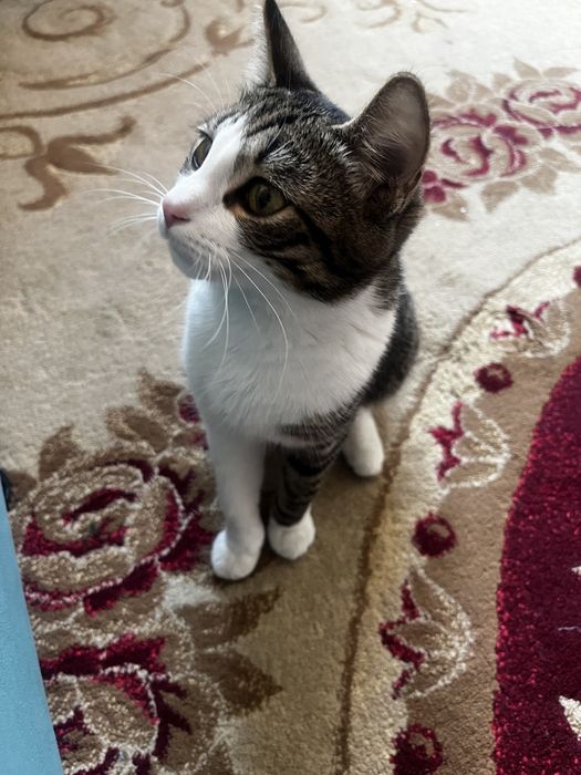 Отдам даром кошка девочка