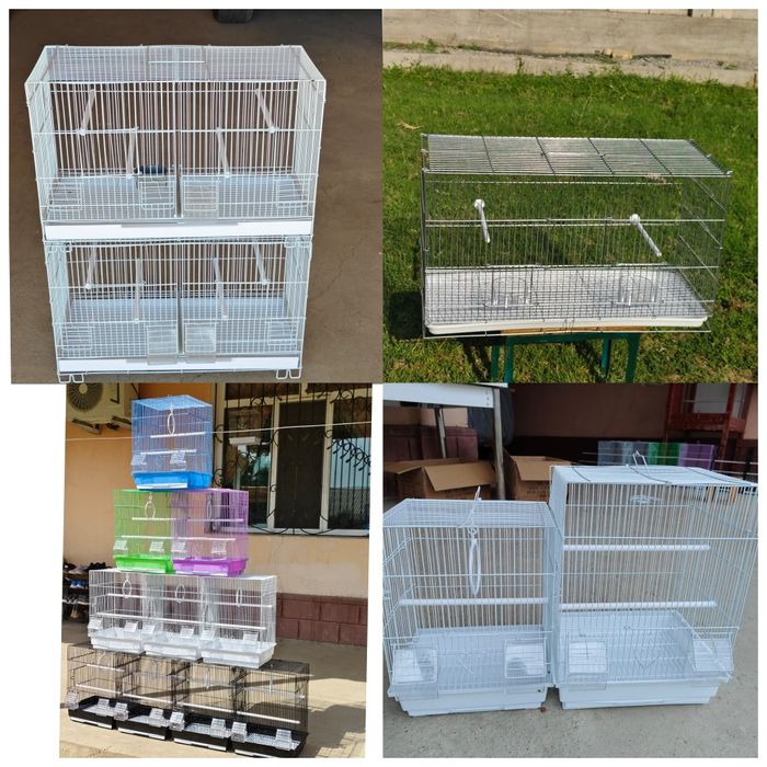 Попугай  разные .