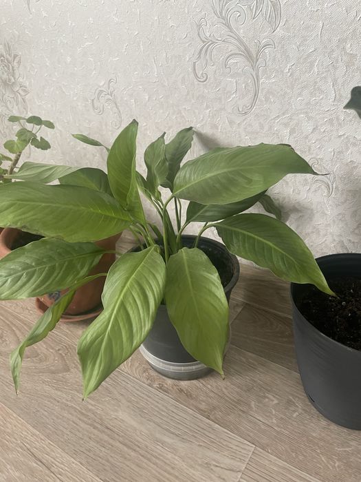 Продам комнатные цветы