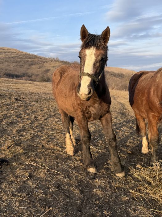 Manza de 8 luni de vanzare