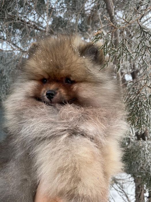 Продаётся шикарный малыш