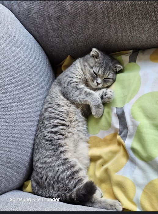 Кошка Шотландский вислоухий