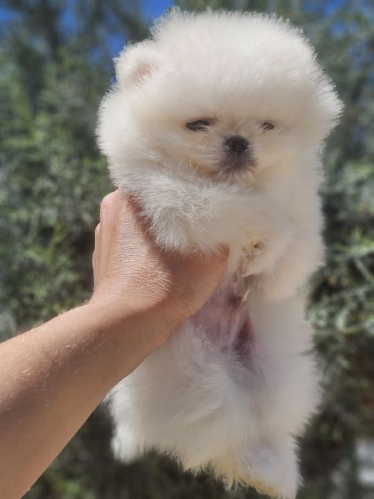 Померан  Померан