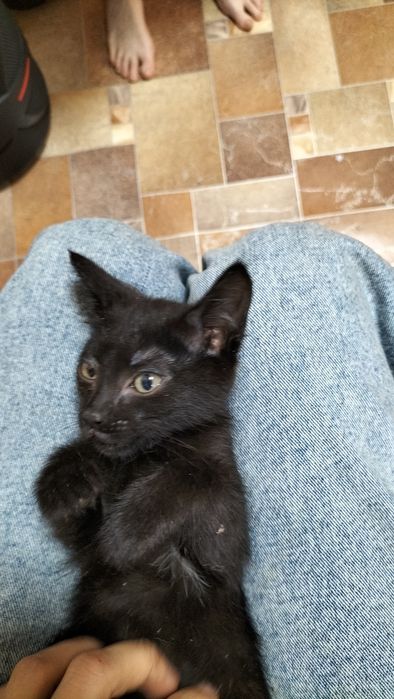 Ищем дом для милых котят