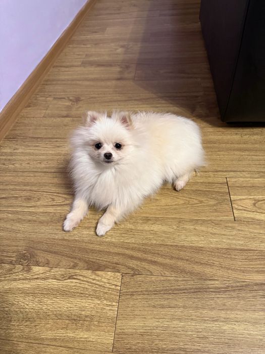 POMERANIAN mascul, rasa pura, talie mica!