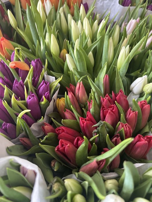 Тюльпаны Голландия.Доставка!Букеты