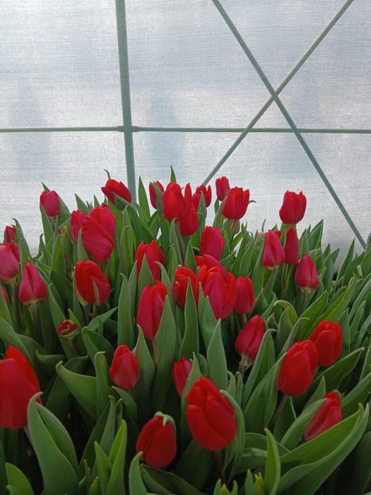 Тюлпаны 650 тг за штуку