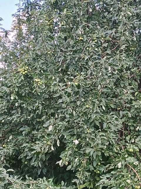 Продаю дачу в ДО Черемушки