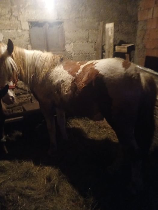 Mânz de vânzare  de un an