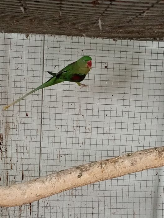 Papagal marele Alexandru