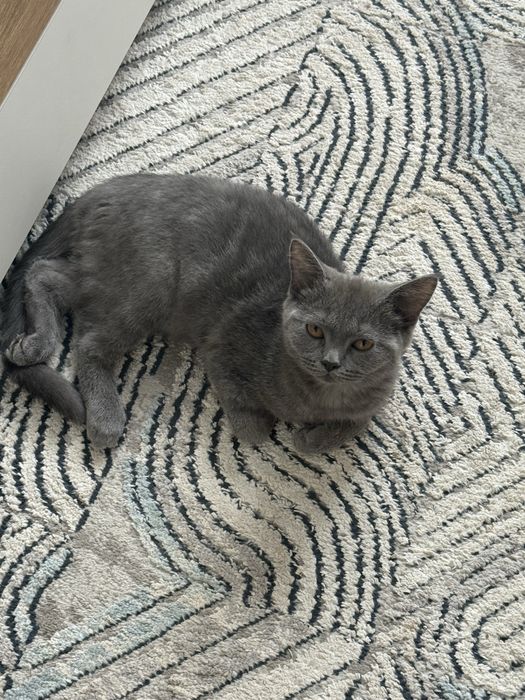 Skotish Strite parodali