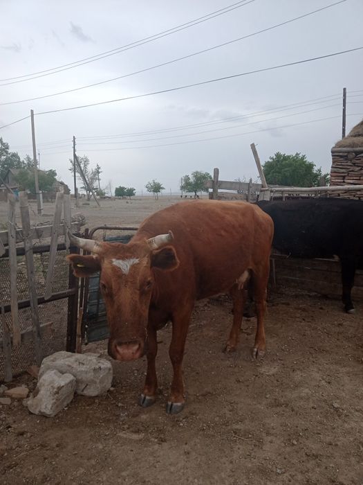 Екі сиыр сатылады!!!