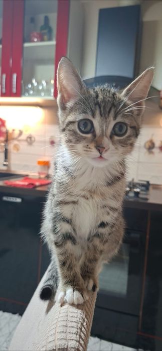 Puiuti pisica pt adoptie