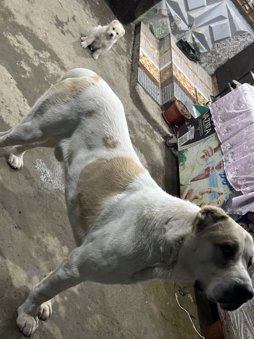 Srochna sotladi Alabay 2 yosh erke preslarga adena boxo berasila