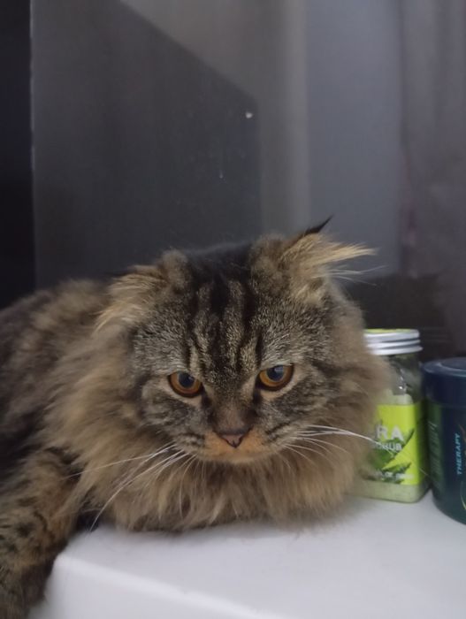 Передержка кошек.Содержание в домашних условиях .Фото и видео отчёты .