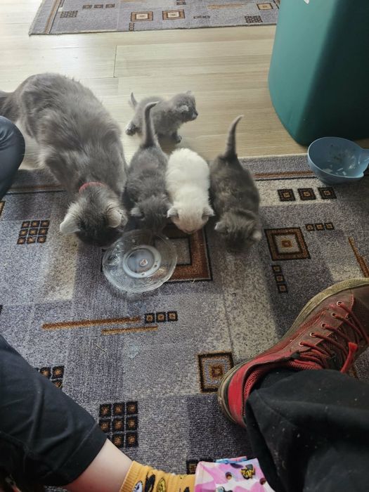 Sunt foarte deștepți și cuminți rasă birmaneza ăla alb este vîndut