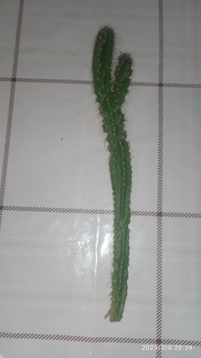 продам три черенок