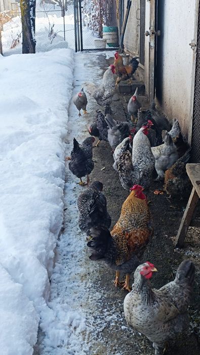 Яйцо инкубационное куриное