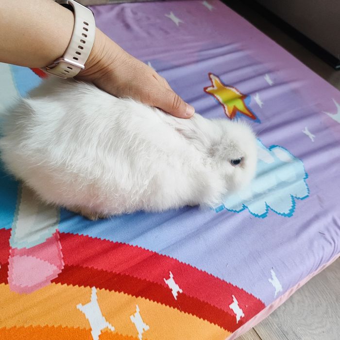 Продаем декоративного кролика