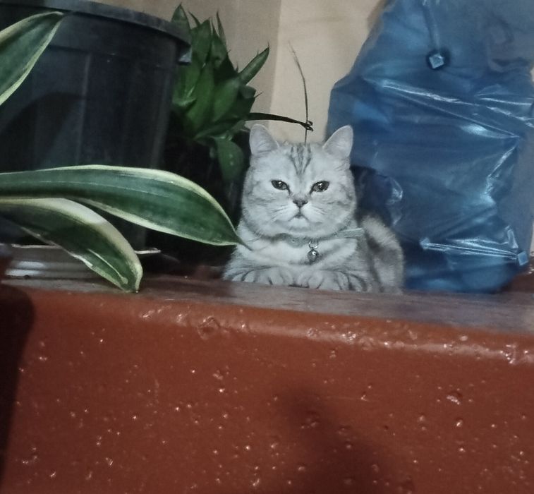 Отдам в добрые руки