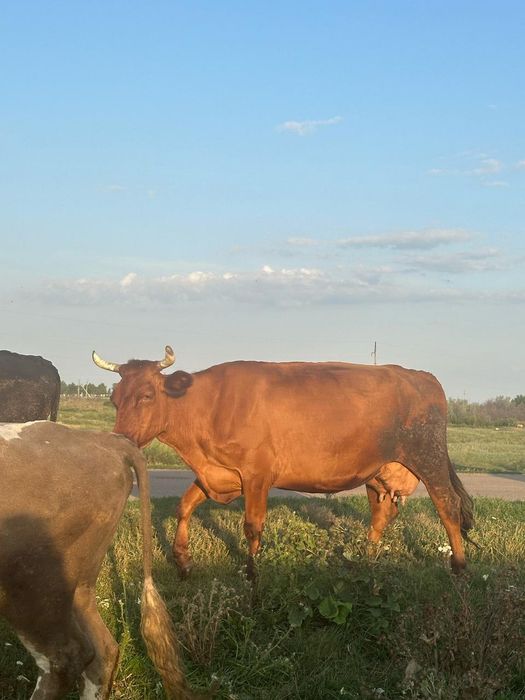 Продам коров молочных