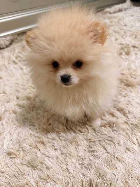 Pomeranian cu pedigree, poze reale!