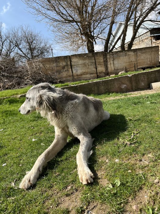 Тазы мощный