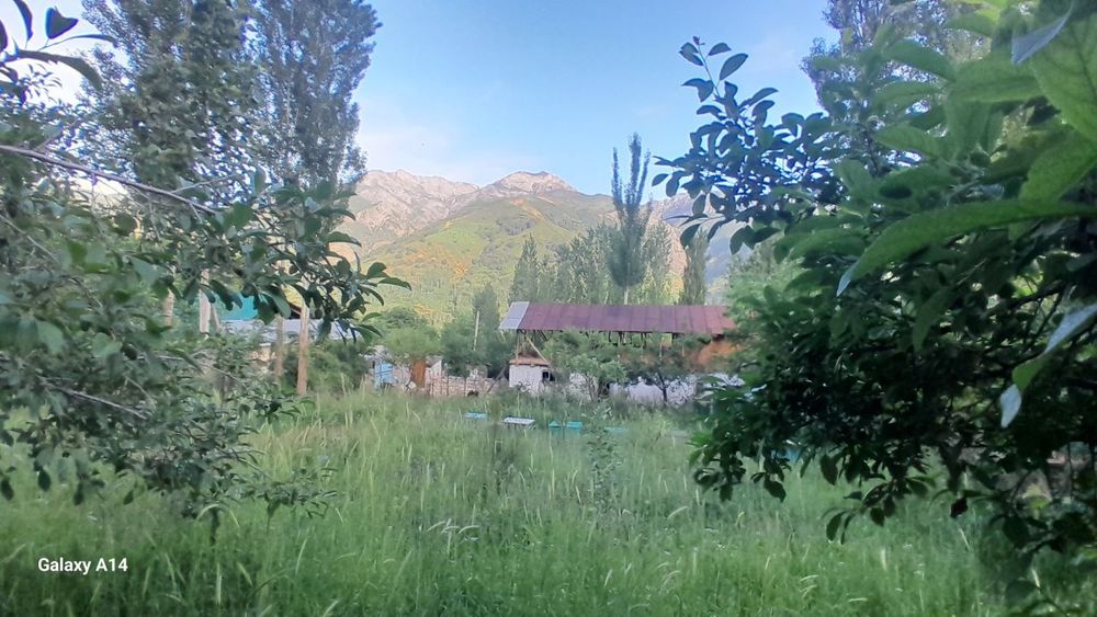 Jumla bilan qoplangan mushuklarning yaqindan suratlari