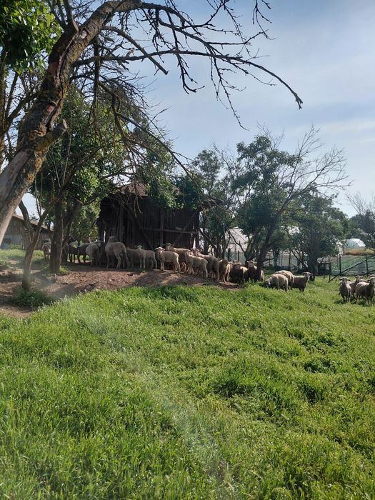 Miei Ile de France, cu mame merinos