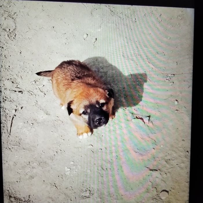 Щенки   2,5мес.порода Гуржи