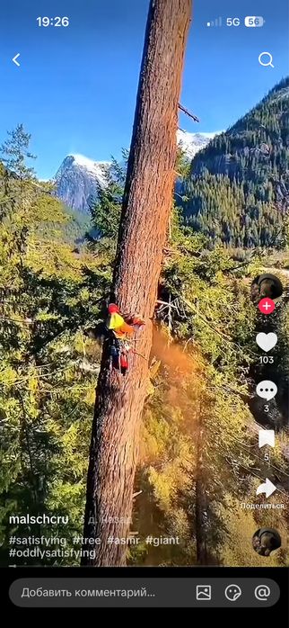 пилим дерева быстро не дорога