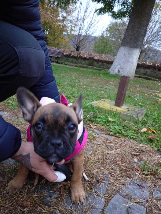 Bulldog francez femela