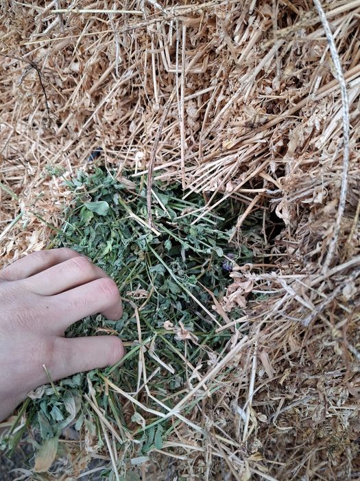 Vand baloți de lucernă