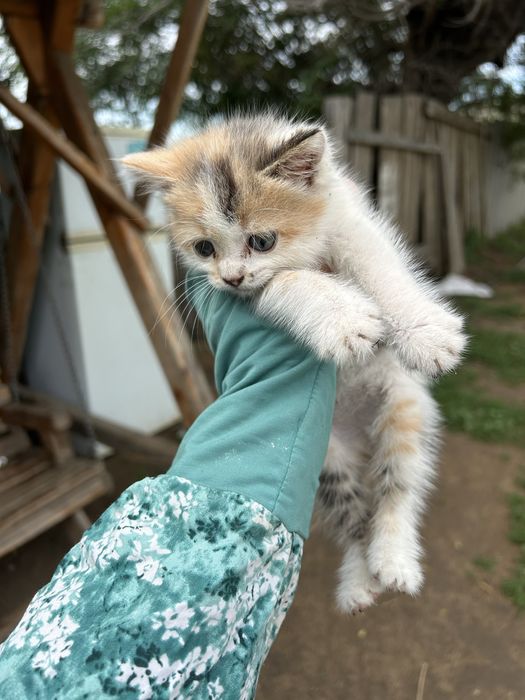 Отдам котенка в добрые руки