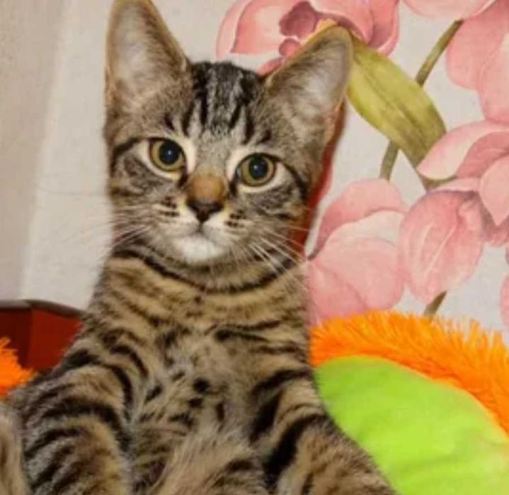 Котёнок  мальчик 4 месяца