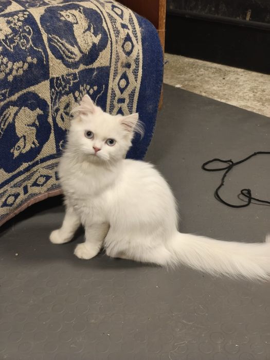 Персийски котенца