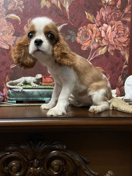 Кавалер кинг чарльз спаниель