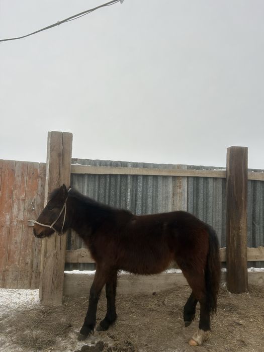 Жабағы сатылады срочно