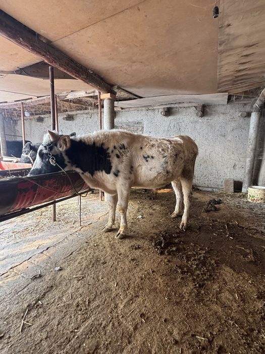 Хукиз сотилади. Бокишга 1,5 еш