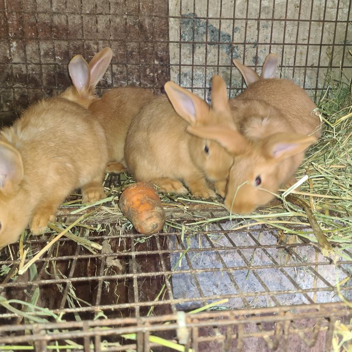 Бургунские  кролики